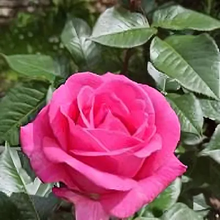 דירה Lukas Con Il Cuore Merone