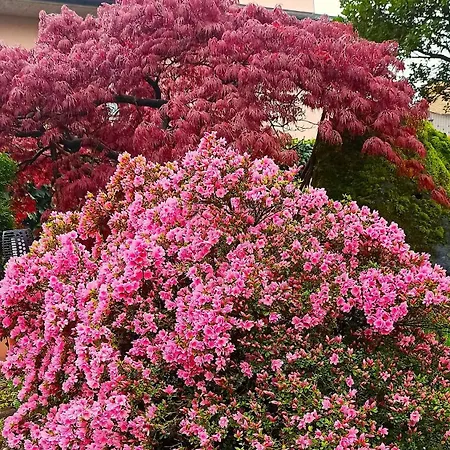 Lukas Con Il Cuore *