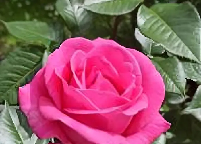 Lejlighed Lukas Con Il Cuore Merone