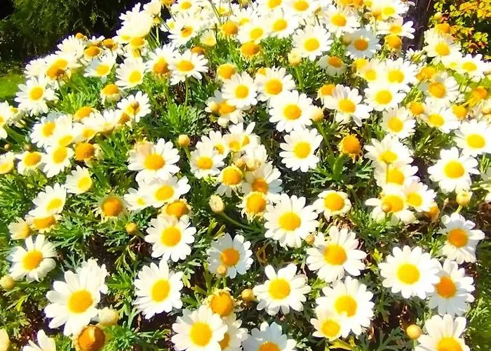 Lukas Con Il Cuore Merone