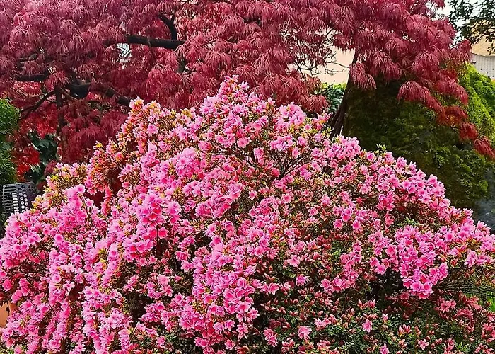 Lukas Con Il Cuore *